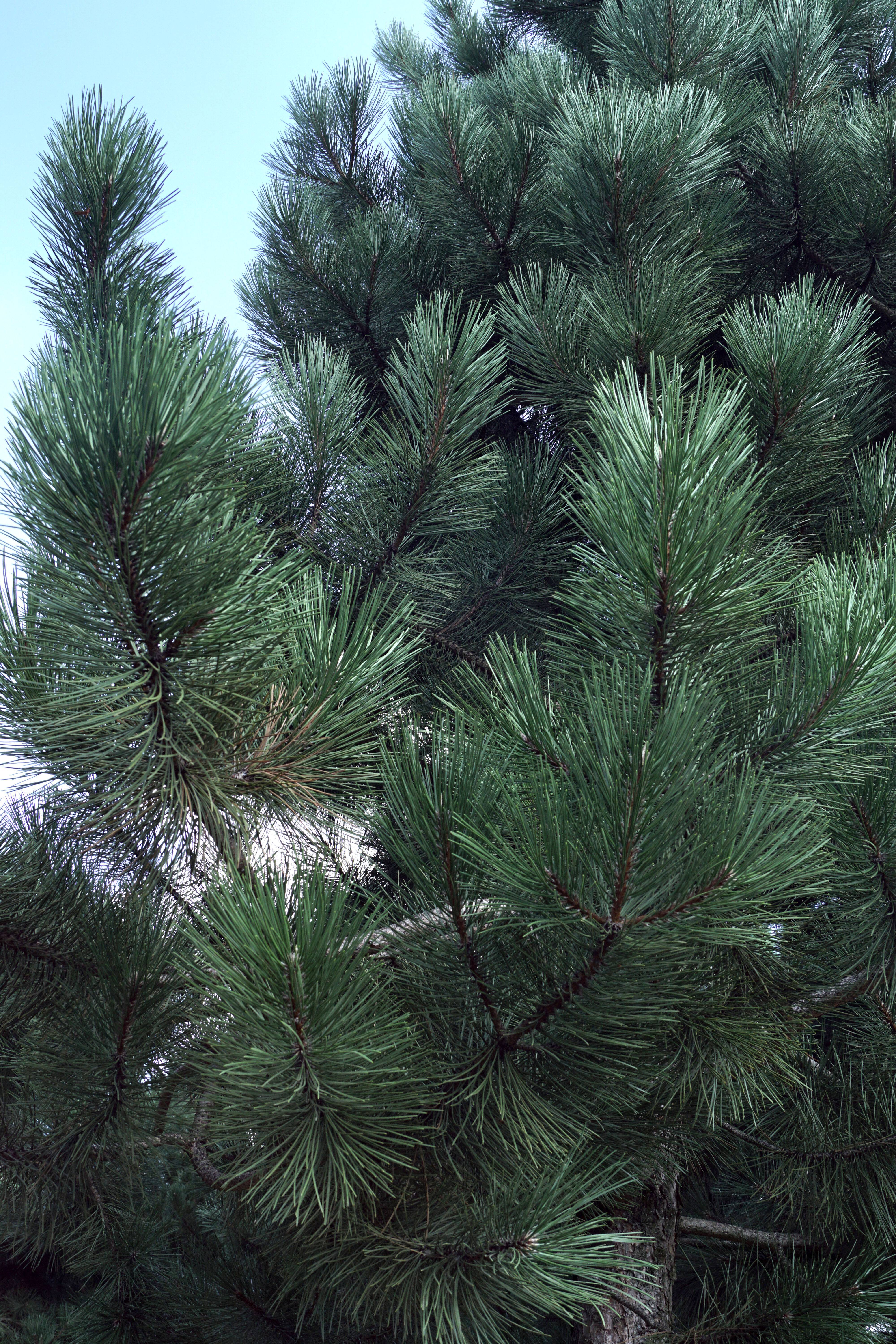 Pinus nigra nigra_001